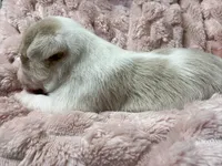 Olivia , a female Chihuahua for sale in Chesapeake City, VA – Photo 4 of 4