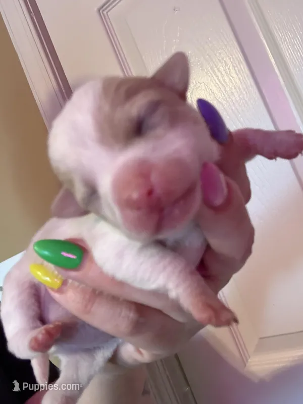 Puppy A – Chihuahua puppy for sale in Chesapeake City, VA