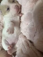 Olivia , a female Chihuahua for sale in Chesapeake City, VA – Photo 2 of 4