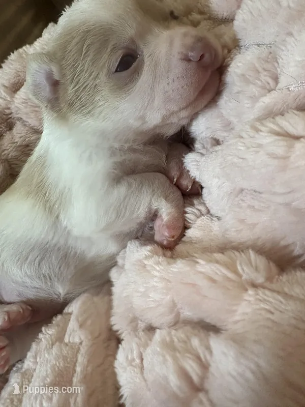 Olivia  – Chihuahua puppy for sale in Chesapeake City, VA