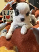 Ready now! , a male Chihuahua for sale in Chesapeake City, VA – 5 of 8