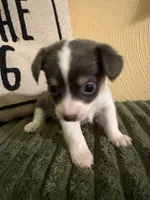 Bitsy, a female Chihuahua and Chiweenie for sale in Chesapeake City, VA – 2 of 3