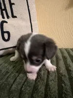 Bitsy, a female Chihuahua and Chiweenie for sale in Chesapeake City, VA – 3 of 3