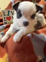 Ready now! , a male Chihuahua for sale in Chesapeake City, VA – 3 of 8