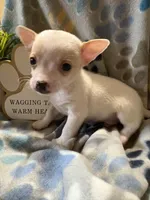 Tiquito, a male Chihuahua for sale in Chesapeake City, VA – 1 of 8