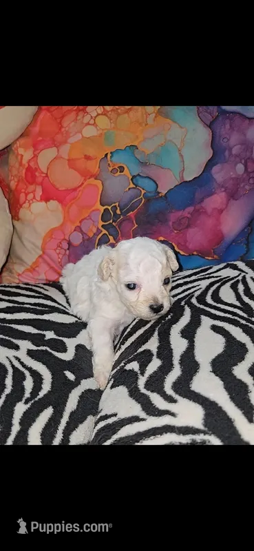 Angel – Shihpoo puppy for sale in Nashville, TN