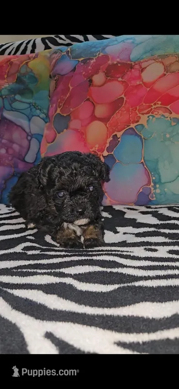 Rose – Shihpoo puppy for sale in Nashville, TN