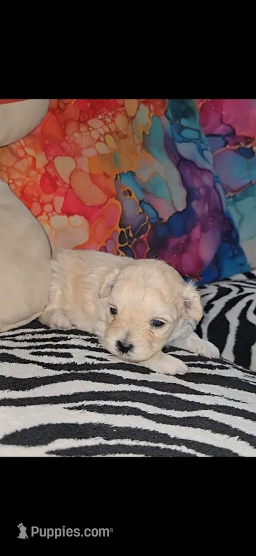 Bear – Shihpoo puppy for sale in Nashville, TN