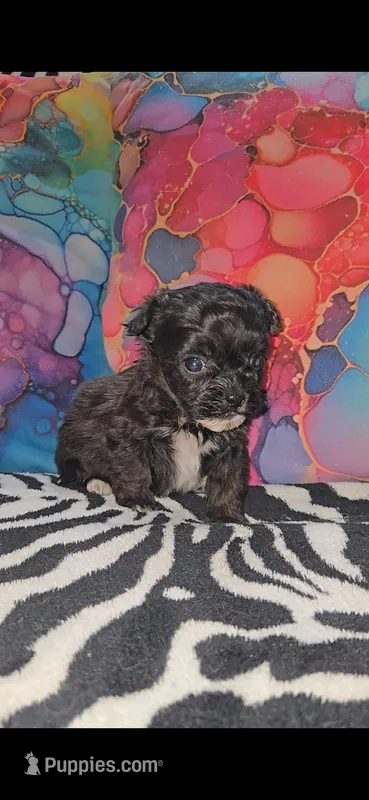 Lil bit – Shihpoo puppy for sale in Nashville, TN