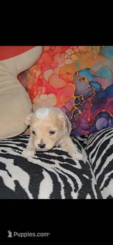 Spot – Shihpoo puppy for sale in Nashville, TN