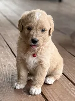 Mesa, a female English Cream Golden Retriever for sale in Waco, TX – 1 of 3
