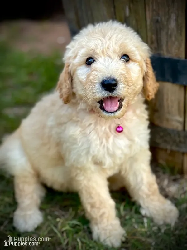 Mesa – English Cream Golden Retriever puppy for sale in Waco, TX