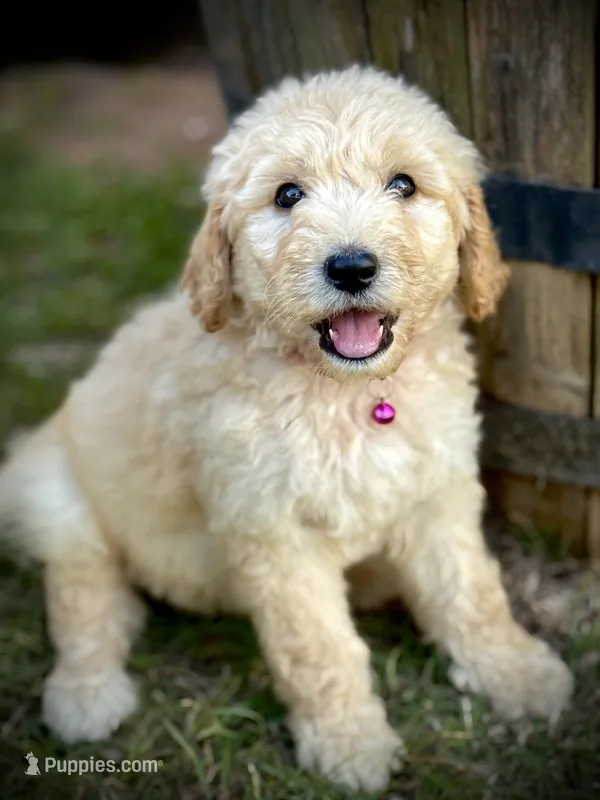 Mesa – English Cream Golden Retriever puppy for sale in Waco, TX