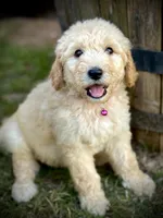 Mesa, a male English Cream Golden Retriever for sale in Waco, TX – 1 of 9