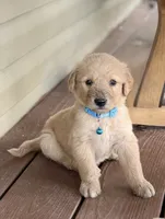 Rio, a male English Cream Golden Retriever and Poodle - Standard  for sale in Waco, TX – 2 of 2