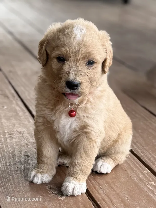 Barrett – English Cream Golden Retriever puppy for sale in Waco, TX