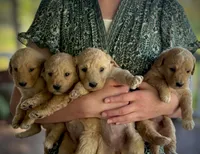 Barrett, a female English Cream Golden Retriever for sale in Waco, TX – 4 of 5