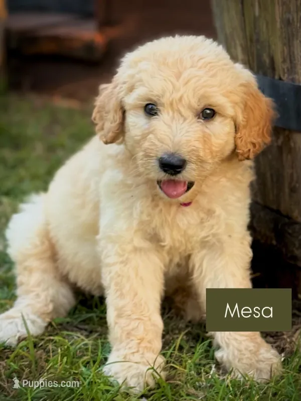 Mesa – English Cream Golden Retriever puppy for sale in Waco, TX