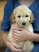 Mesa, a male English Cream Golden Retriever for sale in Waco, TX – 4 of 9