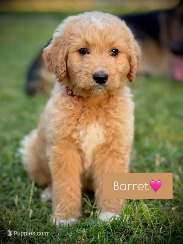 Barrett – English Cream Golden Retriever puppy for sale in Waco, TX