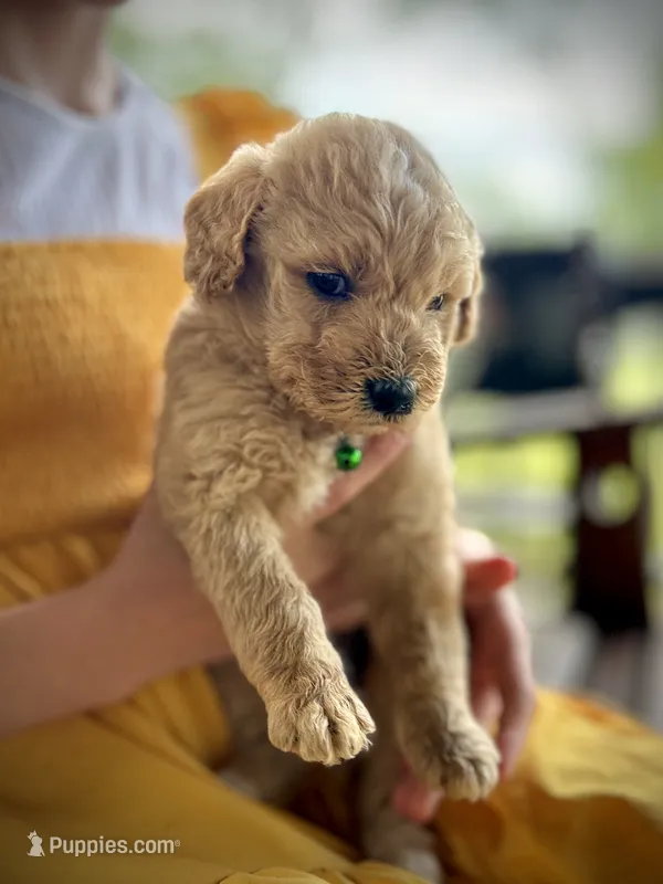 Sierra – English Cream Golden Retriever puppy for sale in Waco, TX
