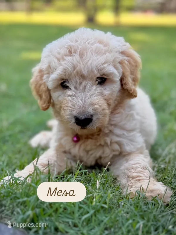 Mesa – English Cream Golden Retriever puppy for sale in Waco, TX