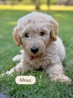 Mesa, a male English Cream Golden Retriever for sale in Waco, TX – 5 of 9