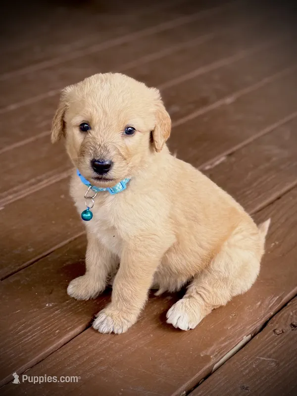 Rio – English Cream Golden Retriever, Poodle - Standard  puppy for sale in Waco, TX