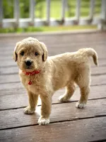 Mesa, a female English Cream Golden Retriever for sale in Waco, TX – 2 of 3