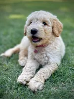 Mesa, a male English Cream Golden Retriever for sale in Waco, TX – 2 of 9