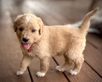 Barrett, a female English Cream Golden Retriever for sale in Waco, TX – 3 of 5