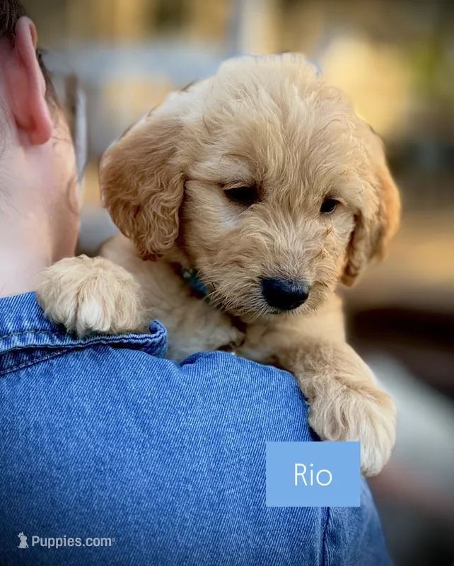 Rio – English Cream Golden Retriever, Poodle - Standard  puppy for sale in Waco, TX