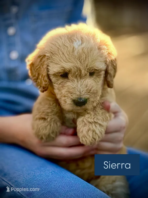 Sierra – English Cream Golden Retriever puppy for sale in Waco, TX