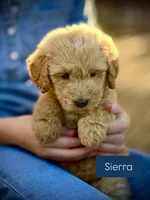 Sierra, a female English Cream Golden Retriever for sale in Waco, TX – 2 of 5