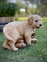Mesa, a male English Cream Golden Retriever for sale in Waco, TX – 3 of 9