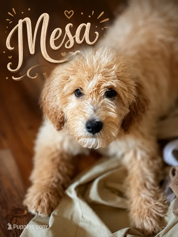 Mesa – English Cream Golden Retriever puppy for sale in Waco, TX