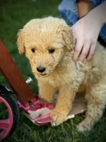 Sierra, a female English Cream Golden Retriever for sale in Waco, TX – 5 of 5