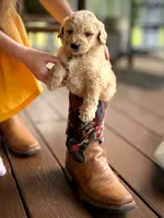 Sierra, a female English Cream Golden Retriever for sale in Waco, TX – 2 of 3