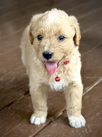 Barrett, a female English Cream Golden Retriever for sale in Waco, TX – 2 of 5