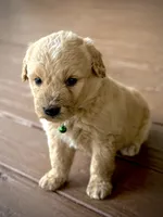 Sierra, a female English Cream Golden Retriever for sale in Waco, TX – 3 of 3