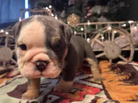 processed/4fe443b1-2542-4c79-ae0d-bec43d1cacef/listing/575574b6-c605-4ae4-b491-b552c3d6fa9c/54b518ae-045e-4ea2-8ab1-c6f46168a9a0