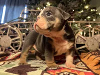 processed/4fe443b1-2542-4c79-ae0d-bec43d1cacef/listing/575574b6-c605-4ae4-b491-b552c3d6fa9c/690d4a57-7682-487b-934e-307dda043c8e