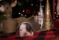 processed/4fe443b1-2542-4c79-ae0d-bec43d1cacef/listing/575574b6-c605-4ae4-b491-b552c3d6fa9c/6d49043b-db2e-4692-bc8c-35943d3154c8