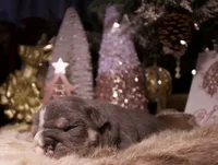 processed/4fe443b1-2542-4c79-ae0d-bec43d1cacef/listing/65ad4f1f-9aff-4e32-a852-45d0e9b9f63c/0c5365a0-1241-4de1-af6f-be57abaab240