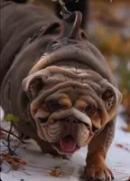 processed/4fe443b1-2542-4c79-ae0d-bec43d1cacef/listing/65ad4f1f-9aff-4e32-a852-45d0e9b9f63c/4b871a51-133f-4859-a5b1-84b5d25755d3