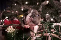 processed/4fe443b1-2542-4c79-ae0d-bec43d1cacef/listing/65ad4f1f-9aff-4e32-a852-45d0e9b9f63c/f66d70f9-1b4f-4c8e-8eb4-b6778797ce39