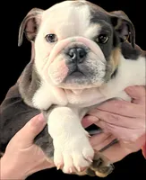 PADDYBEAR, a male English Bulldog for sale in Nashville, TN – Photo 3 of 9