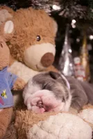 processed/4fe443b1-2542-4c79-ae0d-bec43d1cacef/listing/7ef341ab-b4e9-41e8-840e-1ec4082630bc/26c1a4fb-d8c5-401a-8fac-796d2fe24b8b