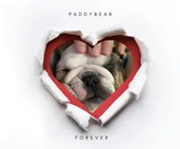 PADDYBEAR, a male English Bulldog for sale in Nashville, TN – Photo 5 of 9