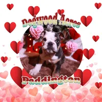 PADDYBEAR, a male English Bulldog for sale in Nashville, TN – Photo 4 of 9